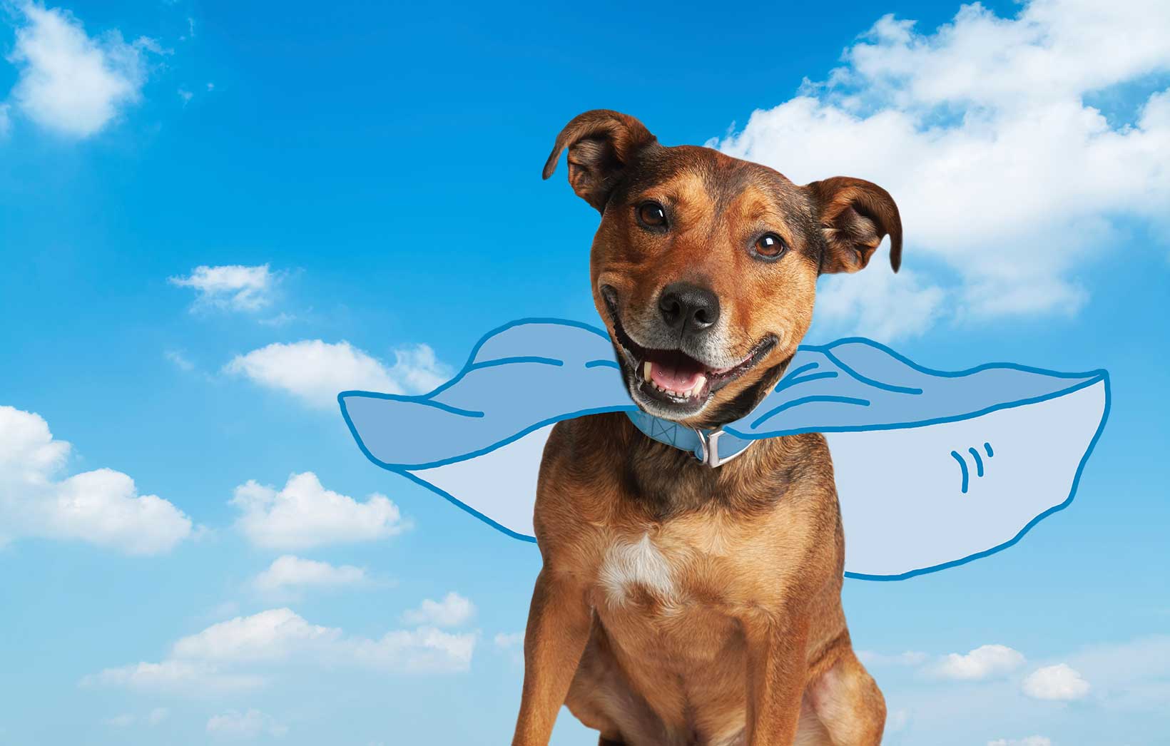 Caring for your pet