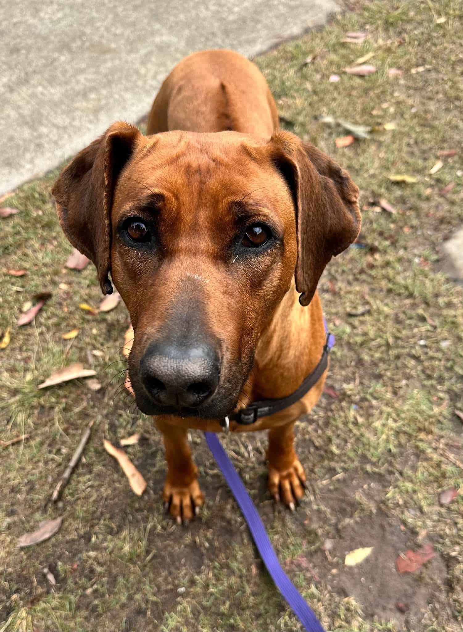 Himalayan sales ridgeback dog