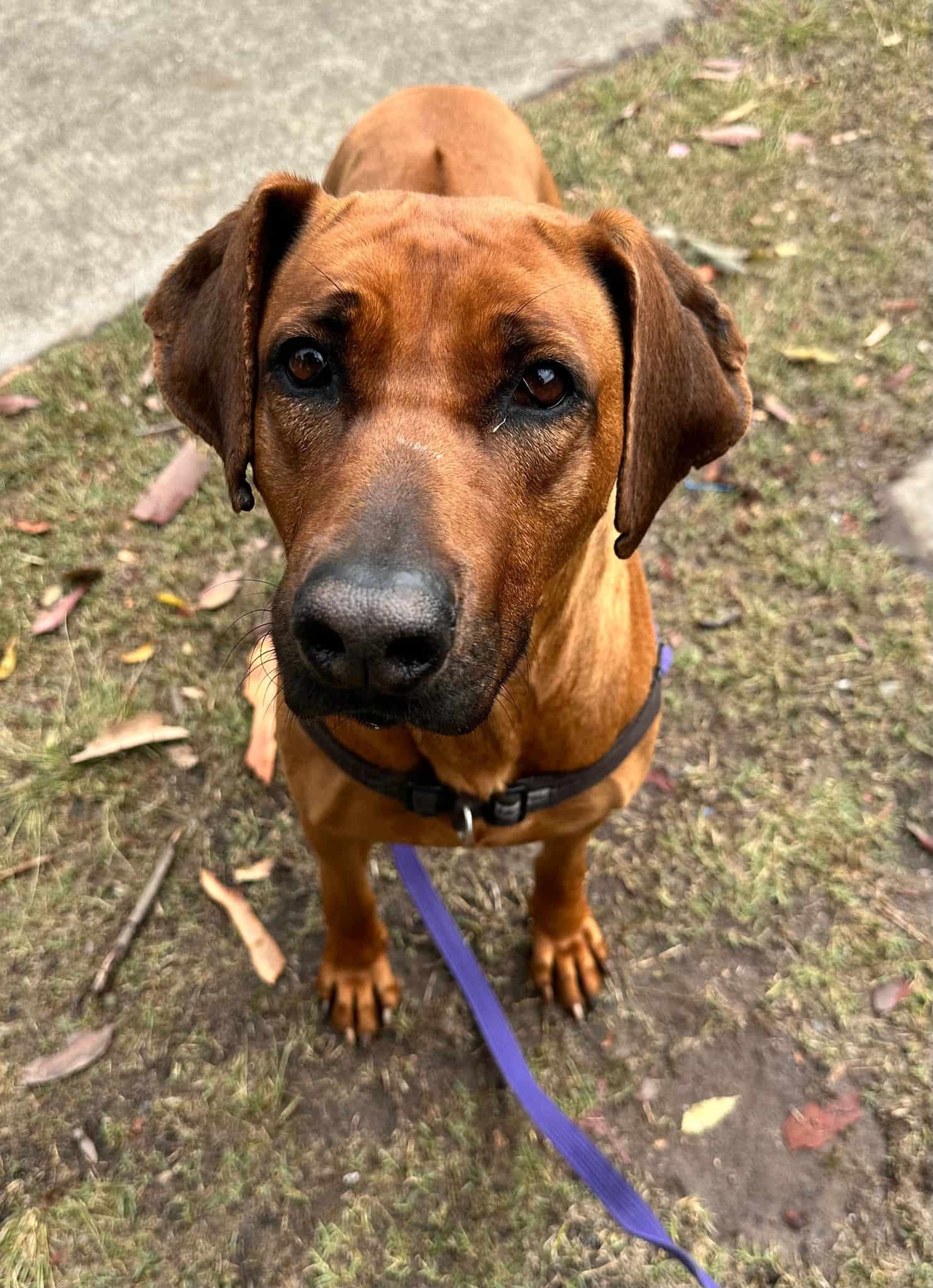 Himalayan sales ridgeback dog