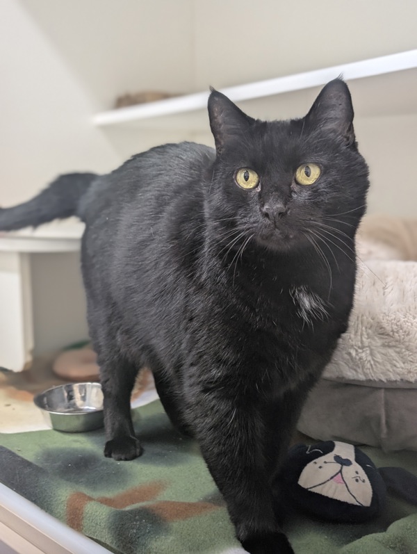 Bubby | RSPCA Adopt a pet