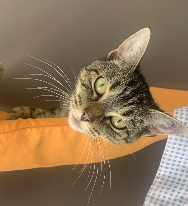 black and grey tabby cat black and grey tabby cat