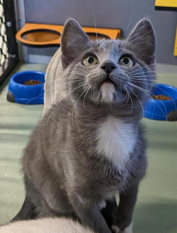 black and grey tabby cat black and grey tabby cat