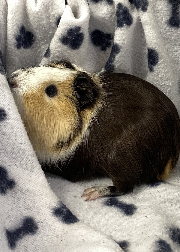 Piggy Sue