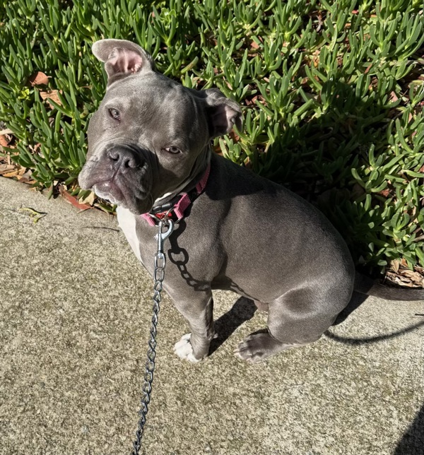 Bella